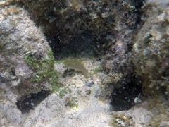 Enerald Parrotfish Juvenile (2